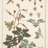 Geranium sauvage