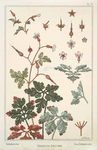 Geranium sauvage