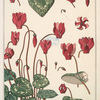 Cyclamen