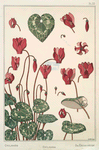 Cyclamen