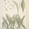 Muguet