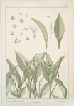 Muguet