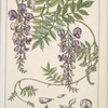 Glycine