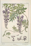 Glycine