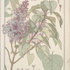 Lilas