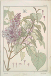 Lilas