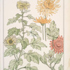 Chrysanthème