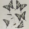 Papilio I: Ajax, Var. Walshii, 1, 2, 3; 4. Larvae; 5. Chrysalis; 6. Var.  Abbotii; Food  Plant, Asimina triloba.