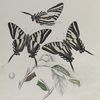 Papilio II: Ajax, Var. Telamonides, 1, 2, 3; 4. Young larva; 5. Mature larva; 6.7. Chrysalids; 8. Egg, magnified ; Food  Plant. - Pawpaw.