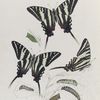 Papilio III: Ajax, Var. Marceluss, 1, 2, 3; 4. Young larva; 5. Mature larvae in var.; 6. Chrysalides in var.