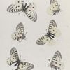 Parnassius I: 1-4. Clarius; 5. 6. Clodius.