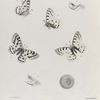 Parnassius III:  Smitheus. 1. Egg  magnified; 2. Abdominal pouch. 3. Var. Behrii; 4. Same (without pouch).