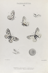 Parnassius III:  Smitheus. 1. Egg  magnified; 2. Abdominal pouch. 3. Var. Behrii; 4. Same (without pouch).