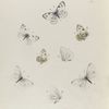 Pieris. II.: 1-4. Vernalis; 5-8. Virginiensis.