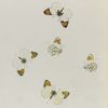 Anthocaris. II: 1-5 Sara (var.)