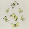 Colias. I: 1-4. Alexandra;  5-7. Helena.