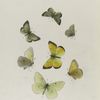 Colias. II: 1-4. Christina;  5-7. Behrii.