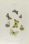 Colias. II: 1-4. Christina;  5-7. Behrii.