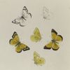 Colias. III: 1-6. Eurytheme.