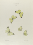 Colias. VI: 1-4. Edwardsii, 5. (Var.)