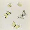 Colias. VII: 1-4. Occidentalis, 5. (Var.)