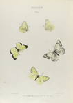 Colias. VII: 1-4. Occidentalis, 5. (Var.)