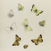 Colias. VIII: 1-4. Scudderii, 5. var.;  6-8. Meadii, 9. wing with gland.