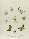 Colias. VIII: 1-4. Scudderii, 5. var.;  6-8. Meadii, 9. wing with gland.