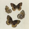 Argynnis. II: 1-4. Cybele.