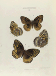 Argynnis. II: 1-4. Cybele.