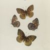 Argynnis. III: 1-4. Aphrodite.