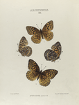 Argynnis. III: 1-4. Aphrodite.