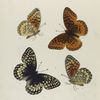 Argynnis. IV: 1-4. Nokomis.