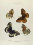 Argynnis. IV: 1-4. Nokomis.