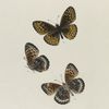 Argynnis. V: 1-3. Atlantis.