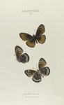 Argynnis. V: 1-3. Atlantis.