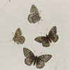 Argynnis. VI: 1-4. Callippe.