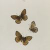 Argynnis. VII: 1-3. Hesperis.