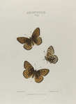 Argynnis. VII: 1-3. Hesperis.