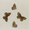 Argynnis. VIII: 1-4. Montikola.