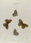 Argynnis. VIII: 1-4. Montikola.