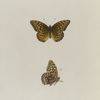 Argynnis. IX: Halcyone.