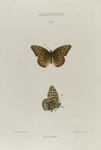 Argynnis. IX: Halcyone.