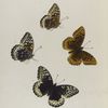 Argynnis. X: 1-4. Leto.