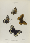 Argynnis. X: 1-4. Leto.