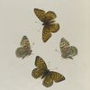 Argynnis. XI:  1-4. Argynnis Edwardsii.
