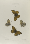 Argynnis. XI:  1-4. Argynnis Edwardsii.