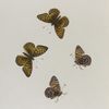 Argynnis. XII:  1-4. Behrensii.