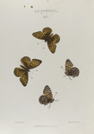 Argynnis. XII:  1-4. Behrensii.