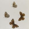 Argynnis. XIII:  1-4. Zerene.